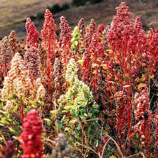 Quinoa – Agricultural Policy and Bolivian Public Health