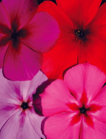 Identifying the genes underlying quantitative traits: A rationale for the QTN programme