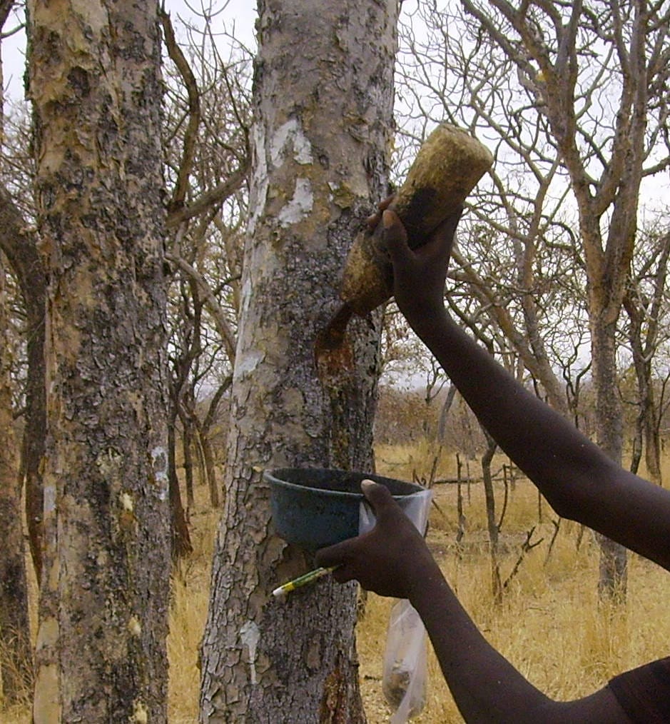 a stem of Boswellia papyrifera in Ethiopia being tapped in order to collect frankincense, a gum-resin that the tree exudes wh