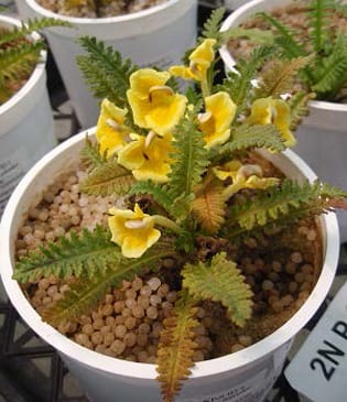 Nutrient requirements differ in two sympatric hemiparasitic species