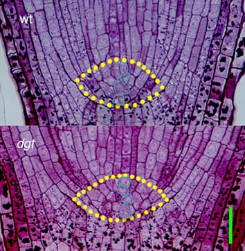 Auxin and H2O2 interaction in control of root growth