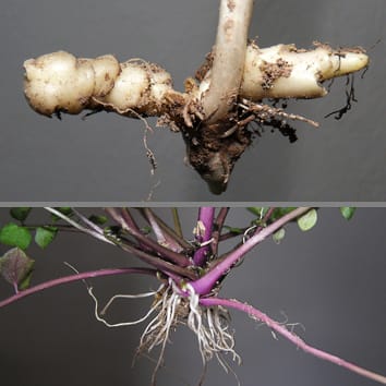 Nutrient reserves in geophytes may allow genome size increase