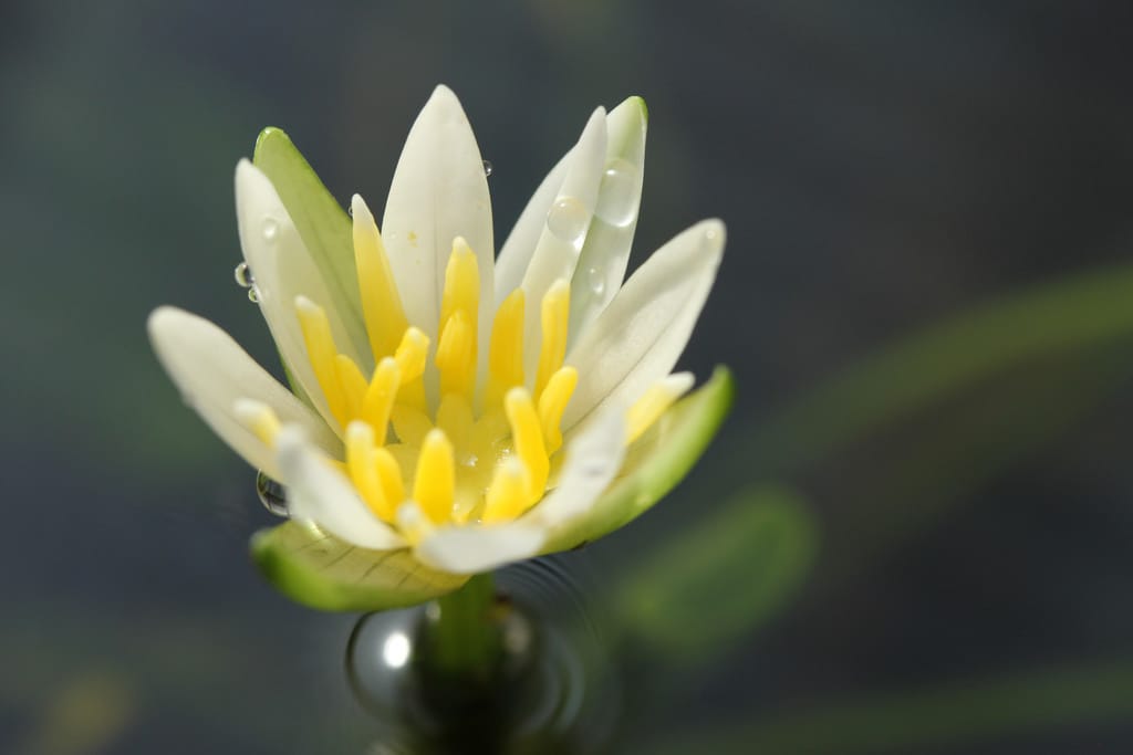 Nymphaea thermarum