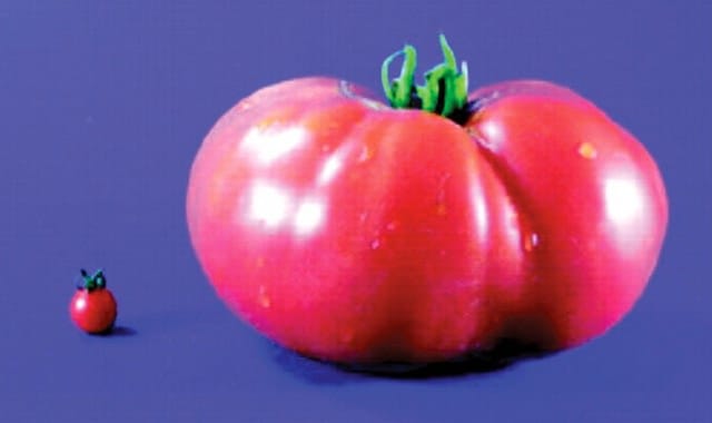 A tiny wild tomato next to a massive cultivated tomato.