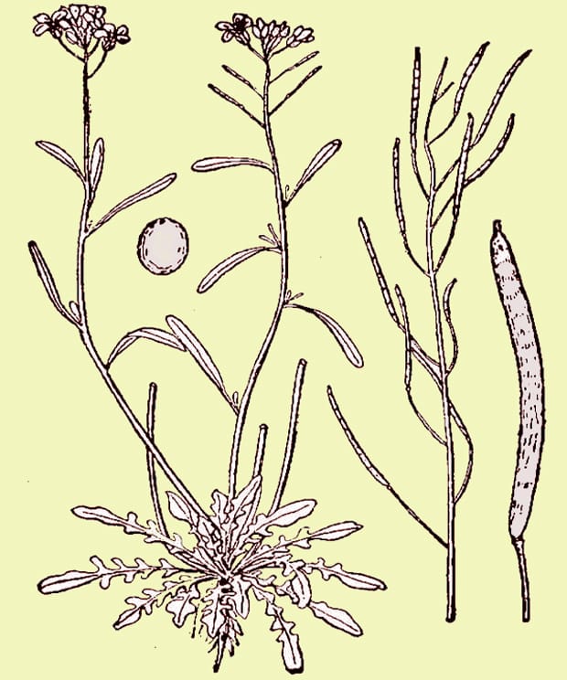 Image: Britton & Brown. 1913. An illustrated flora of the northern United States, Canada and the British Possessions. Charles
