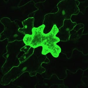 Pavement cells, a living puzzle