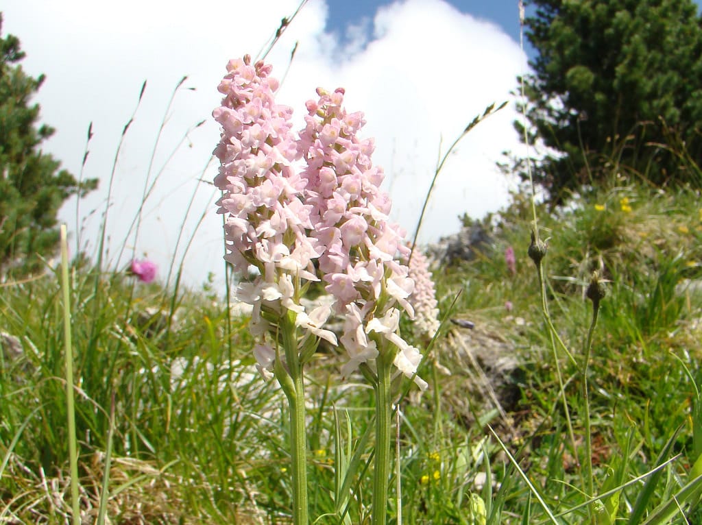 Gymnadenia odoratissima