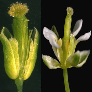 APETALA3- and PISTILLATA-like genes in a basal angiosperm