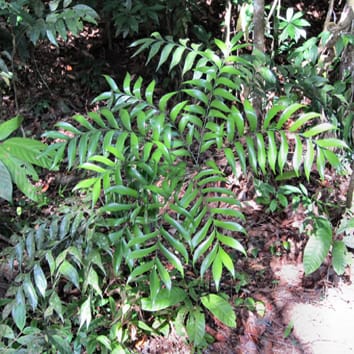 A stable phylogeny for the cycads
