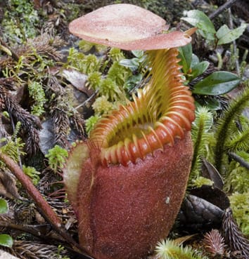 Climate and capture mechanism in pitcher plants