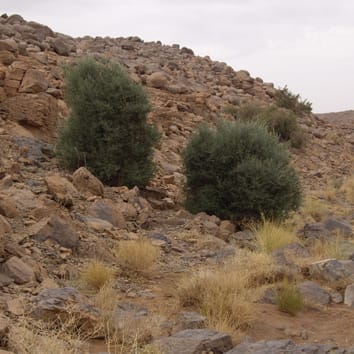 Population genetics of Mediterranean and Saharan olives