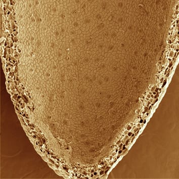 Nectary evolution in Disa orchids