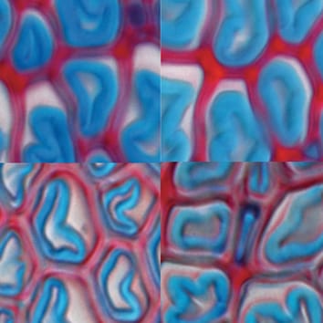 Gibberellin mediates tension wood formation