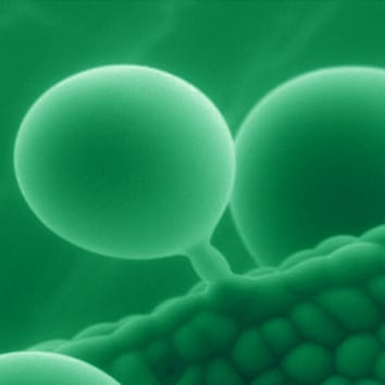 Improving abiotic stress tolerance in crops (Invited Review)