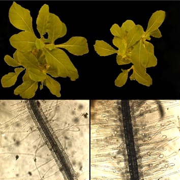 NnSR1, a non-S-RNase induced by phosphate deficiency