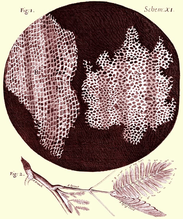 Image: Robert Hooke, 1665. Micrographia. Jo. Martyn and Ja. Allestry, London.