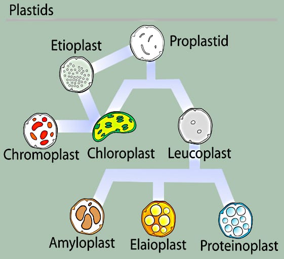 Image: Mariana Ruiz Villarreal/Wikimedia Commons.