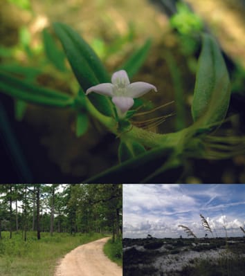 How environmental stress from transplanting into foreign habitats influences inbreeding depression