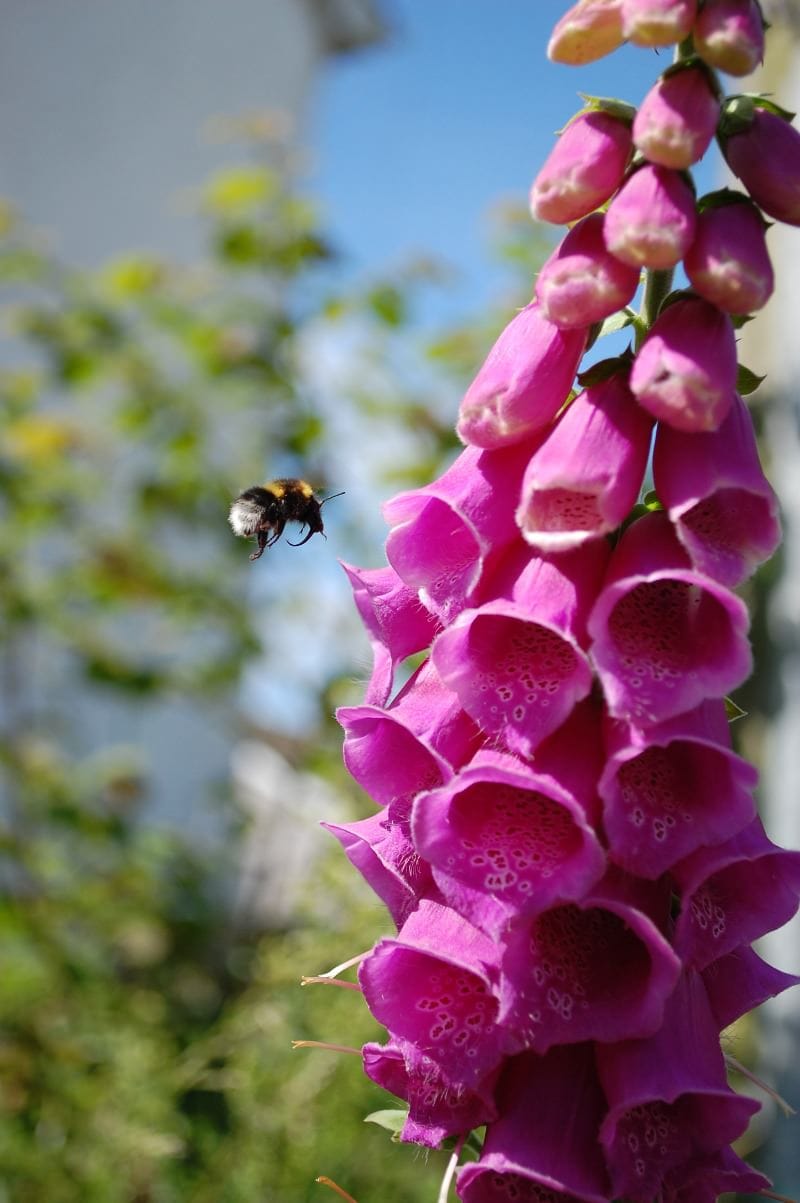 Bombus hortorum and Digitalis purpurea