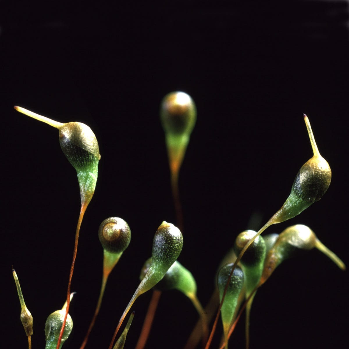 Moss sporophytes
