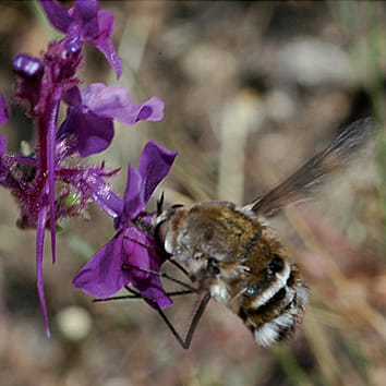 Corolla morphology and diversification rates in toadflaxes