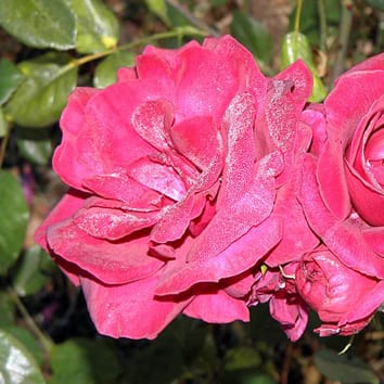 Abscisic acid underlies genotypic variation in stomatal responses