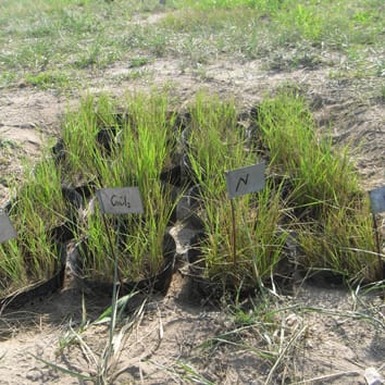 Linking ethylene to nitrogen-dependent leaf longevity