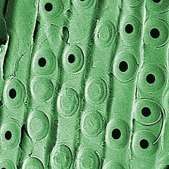 Clean drinking water via plants