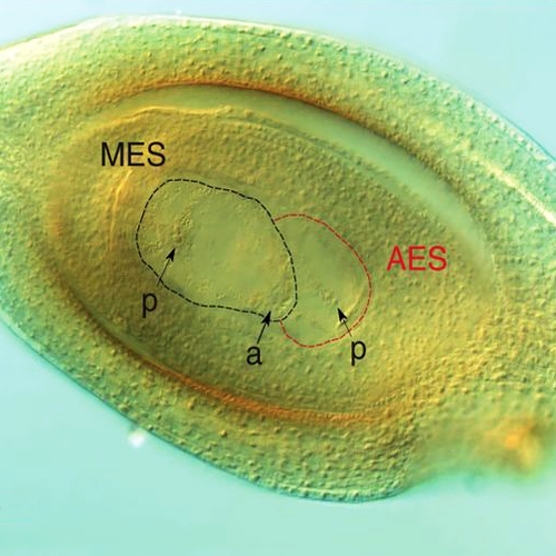 This Week In Annals of Botany