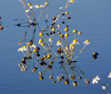 Learning from Nature: the use of non-model species to identify novel acclimations to flooding stress