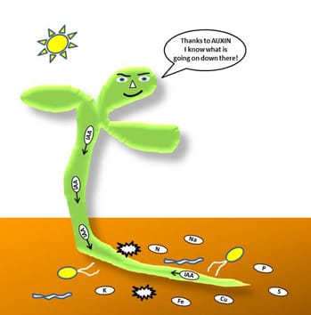 Auxin, environmental signals and root development (Review)