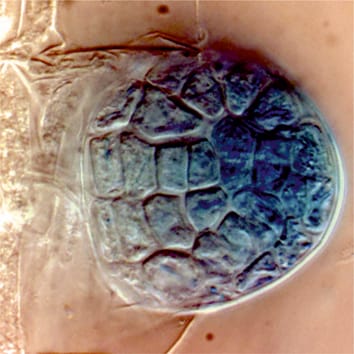 Morphology of lateral root development (Invited Review)