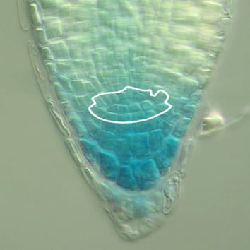 Arabidopsis Mob1 gene regulates organ development