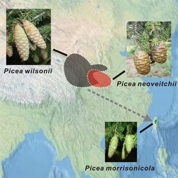 Speciation pattern and gene flow between three spruce species