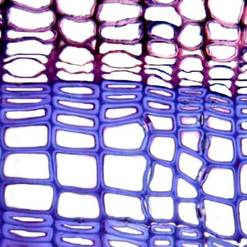 A meta-analysis of cambium phenology and growth