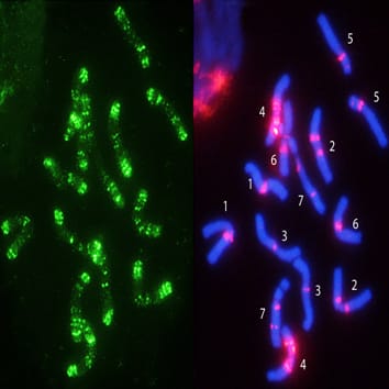 Evolutionary history of sea barleys (Hordeum marinum)