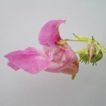 No evidence for local adaptation in an invasive alien plant