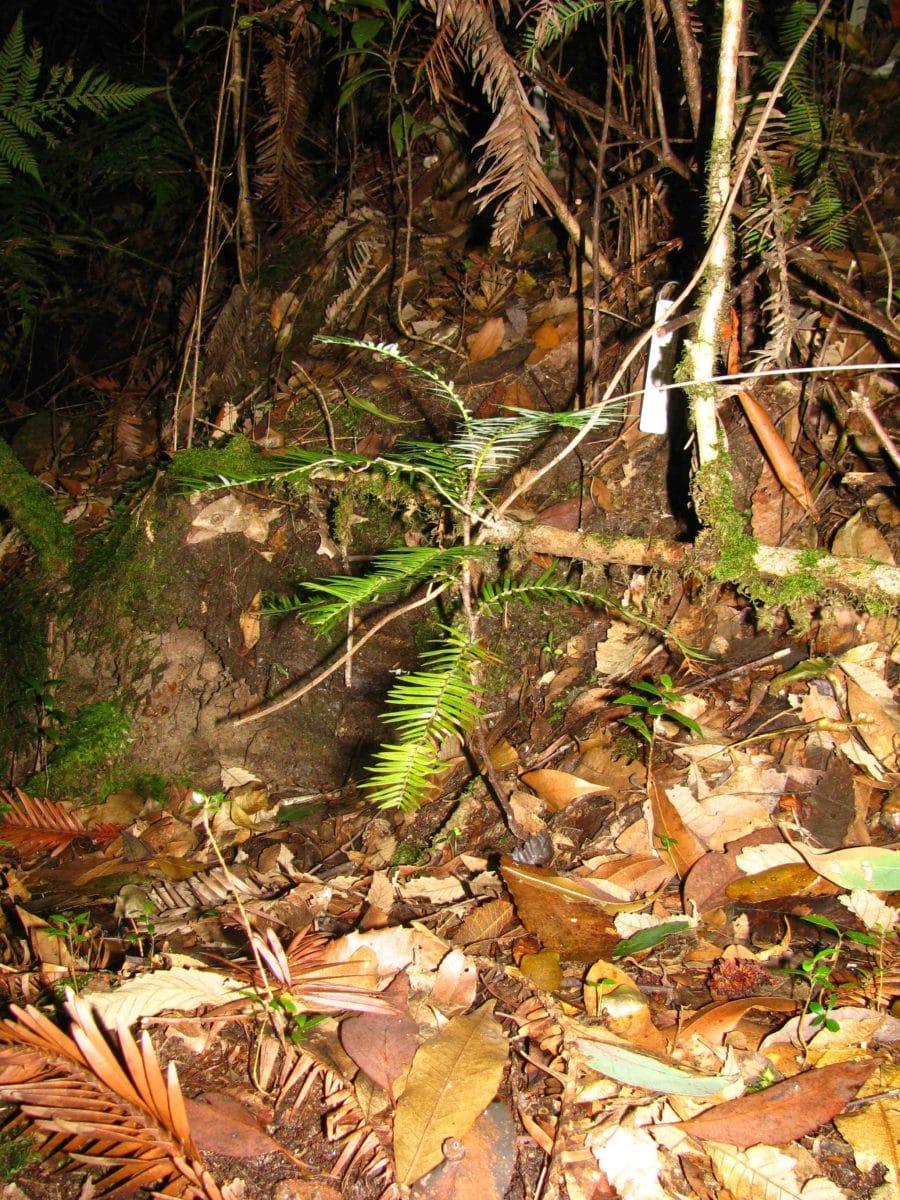 Growing up or growing out? How soil pH and light affect seedling growth of a relictual rainforest tree