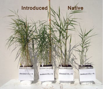 Belowground advantages in construction cost facilitate a cryptic plant invasion