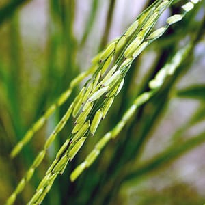 Growing plastic plants (it’s not what you think)