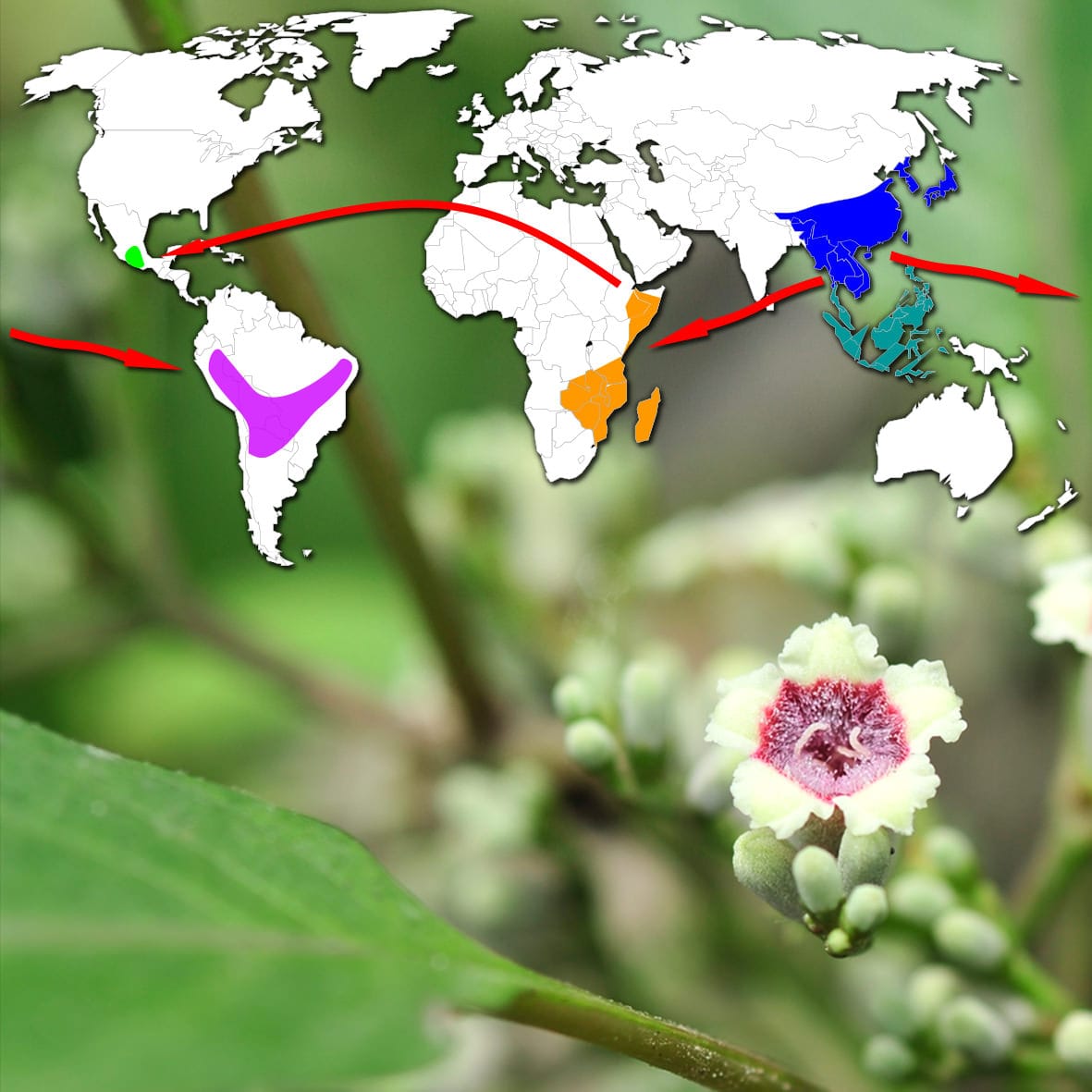 A flower of Paederia