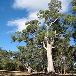 Phylogeography of a coastal tree species