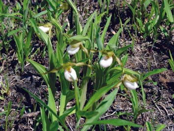 Effects of pollination limitation and seed predation on female reproductive success of a deceptive orchid