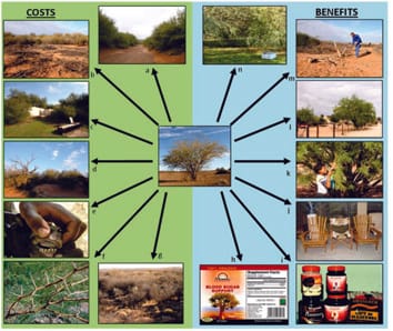 Prosopis: A global assessment of the biogeography, benefits, impacts and management of one of the world’s worst woody invasive plant taxa