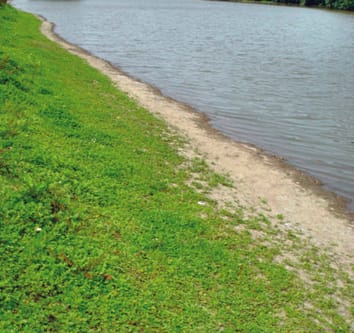 Flooding and fragment size interact to determine survival and regrowth after fragmentation in two stoloniferous Trifolium species