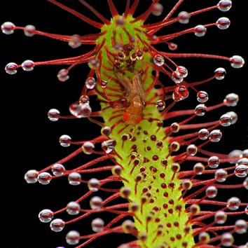 Carnivory and photosynthesis in sundew