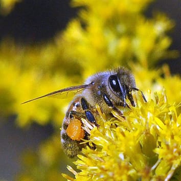 Flow cytometric analysis of bee pollen loads