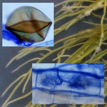 Regulation of root morphogenesis in arbuscular mycorrhizae (Review)