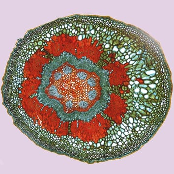 Ontogenetic tissue modification of fruit peduncles