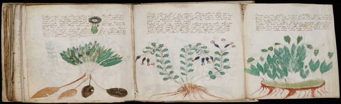 Image: From the ‘Voynich manuscript’.